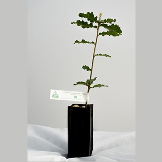 Plant truffier Tuber Mélanosporum de 1 an certifié INRA
