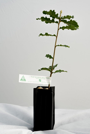 Plant truffier Tuber Mélanosporum de 2 ans certifié INRA