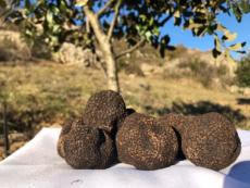 Truffes noires fraîches extra 100g - Tuber Mélanosporum