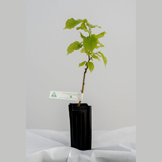 Plant truffier Tuber Mélanosporum de 1 an certifié INRA