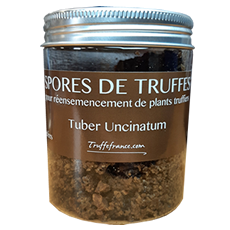 Spores de truffes de Bourgogne surgelées Tuber uncinatum