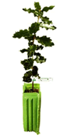 Chêne vert truffier